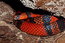 Honduran Milk Snake (Lampropeltis triangulum honduren) colied up under a rock. Captive, found in Honduras, Nicaragua, Costa Rica.