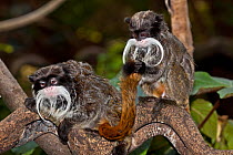 Two Emperor Tamarins (Saguinus imperator subgrisescens) sitting on a tree branch, one grooming the tail of the other. Captive, found in SW Amazon Basin.
