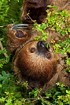 Linne's Two-toed Sloth (Choloepus didactylus) head portrait, hanging upside-down. Captive, found in South America.