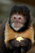 Buffy-headed / Golden bellied Capuchin (Cebus apella xanthosternus) portrait of female, hold fruit in her hands, Captive, found in Coastal SE Brazil. Critically Endangered.