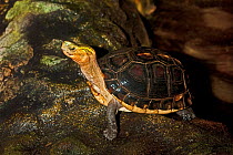 Yellow-margined Box Turtle (Cuora flavomarginata) male standing on rocks. Captive, found in China, Japan, Taiwan. Endangered.