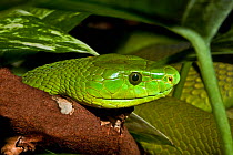Eastern Green Mamba (Dendroaspis angusticeps) head portraits. Captive, found in Sub-Saharan Africa.