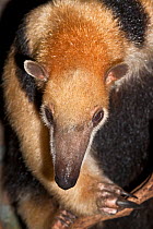 Southern Tamandua (Tamandua tetradactyla) head portrait of female. Captive, found in South America.
