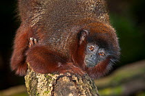 Red / Coppery Titi monkey (Callicebus cupreus) head portrait climbing down tree trunk. Captive, found in Brazil and Peru.