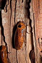 Bullhorn cockroach (Archimandrita tesselata) captive, from Central and South America