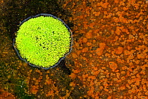 Algal blooms and moss in shallow freshwater pool on black volcanic sand, Near Vik, Southern Iceland June