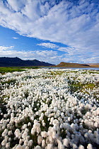 Scheuchzer's Cotton Grass (Eriophorum scheuchzeri) flowering and lake, Kleifarvatn, near Reykjavik, Iceland, June 2009.