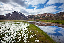 Cotton Grass (Eriophorum scheuchzeri) flowering near lake, Landmannalauger Highlands, Iceland June 2009.
