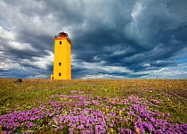 Wildflowers in bloom, with brightly painted yellow Selvogsviti Lighthouse under dark storm clouds, Reykjanes, Iceland, July 2009.