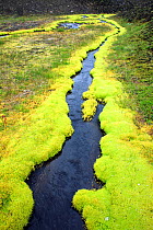 Vibrant green moss along banks of stream, in volcanic landscape, Landmannalaugar, Southern Iceland, July 2009.