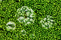 Beads of water trapped on vibrant green moss  Landmannalaugar, Southern Iceland, July 2009.