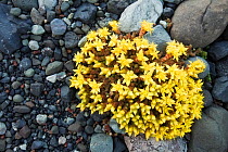 Biting Stonecrop / Wallpepper (Sedum acre) flowering in pebbles, Vik i Myrdal, Southern Iceland, June