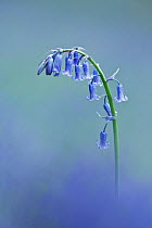 Bluebell (Hyacinthoides non-scripta) single flowering stem, Micheldever, Hampshire, England, May