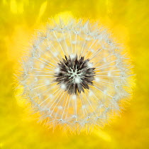 Dandelion (Taraxacum officinale) close up of flower seed head, Kingcombe Meadows, Beaminster, Dorset, England, May