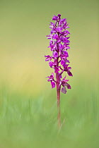 Early Purple Orchid (Orchis mascula) flowering, Hardington Moor NNR, Yeovil, Somerset, England, May