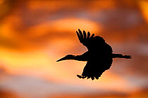 Abdim's Stork (Ciconia abdimii) in flight silhouetted against sunrise, Serengeti National Park, Tanzania, Africa, February