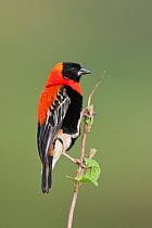 Southern Black Bishop (Euplectes gierowii friederichseni) perched on branch, Serengeti National Park, Tanzania, Africa, February