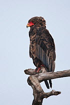 Bateleur (Terathopius ecaudatus) portrait, perched on branch, Serengeti National Park, Tanzania, Africa February
