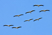 Flock of White Storks (Ciconia ciconia) in flight Ngorongoro Conservation Area, Tanzania, Africa February