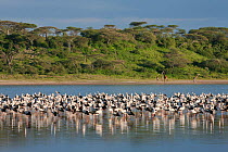 Flock of White Stork (Ciconia ciconia) and Abdim's Stork (Ciconia abdimii) roosting on edge of Lake Ndutu, Ngorongoro Conservation Area, Tanzania, Africa, February