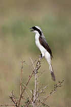 Grey-backed Fiscal (Lanius excubitoroides) perched  on branch, calling, Serengeti National Park, Tanzania, Africa, February
