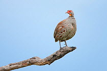 Grey-breasted Spurfowl (Pternistis rufopictus) standing on dead branch, Serengeti National Park, Tanzania, Africa, February