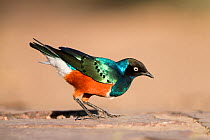 Superb Starling (Lamprotornis superbus) on ground foraging for food, Serengeti National Park, Tanzania, Africa, February