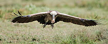 Ruppell's Griffon Vulture (Gyps rueppellii) flying low over grassland, Serengeti National Park, Tanzania, Africa, February