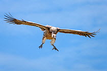 Ruppell's Griffon Vulture (Gyps rueppellii) flying in to land on carcass, Serengeti National Park, Tanzania, Africa, February
