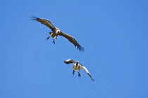 Two African White-backed Vultures (Gyps africanus) in flight, Serengeti National Park, Tanzania, Africa February