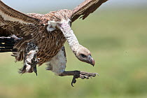 African White-backed Vulture (Gyps africanus) close-up in flgiht, coming in to land on carcass, Serengeti National Park, Tanzania, Africa, February
