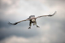 Ruppell's Griffon Vulture (Gyps rueppellii) flying against storm clouds, coming in to land on carcass Serengeti National Park, Tanzania, Africa, February