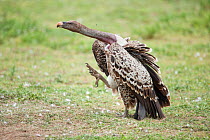 Ruppell's Griffon Vulture (Gyps rueppellii) standing on ground, with foot raised in threat display Serengeti National Park, Tanzania, Africa, February