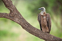 African White-backed Vulture (Gyps africanus) perched on branch, Serengeti National Park, Tanzania, Africa February