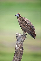 Hooded Vulture (Necrosyrtes monachus pileatus) perched on tree stump, Serengeti National Park, Tanzania, Africa, February