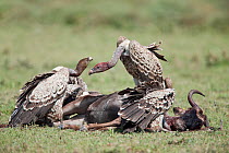 Three Ruppell's Griffon Vultures (Gyps rueppellii) feeding on wildebeest carcass on the short grass plains of the Serengeti National Park, Tanzania, Africa, February