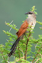White-browed Coucal (Centropus superciliosus) perched in the top of a tree, Lake Manyara National Park, Tanzania, Africa, February
