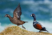Harlequin ducks (Histrionicus histrionicus) male chasing female on riverbank, Iceland, May