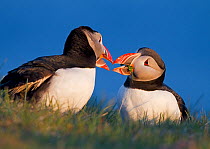 Pair of Puffins (Fratercula arctica) in courtship ritual on grassy clifftop. Iceland, June