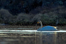Whooper swan (Cygnus cygnus) on water, backlit showing swarming midges. Iceland, May