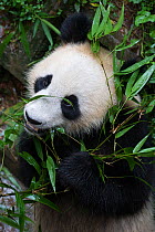 Giant panda (Ailuropoda melanoleuca) feeding on bamboo at the Ya'an Bifengxia Base of China Conservation and Research Center for the Giant Panda, Wolong Natural Reserve, Sichuan, China. June 2010