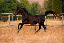 Domestic horse, black pure bred Arab stallion running in a field, Morocco, June 2010