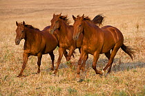 Three chestnut Quarter mares running in open field, Morocco, June 2010