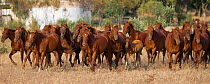 A band of chestnut Quarter mares, foals and stallions running in an open field, Morocco, June 2010
