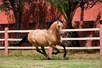 Arab Barb stallion cantering in paddock at the National Stud of Bouznika, Morocco, June 2010