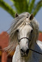 Portrait of a grey Barb stallion at the National Stud of Bouznika, Morocco, June 2010.