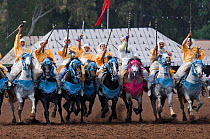 Traditionally dressed Berber warriors, mounted on Barb and Arab Barb horses, gallop in formation raising their guns during the Fantasia in Dar Es Salam, Morocco, June 2010