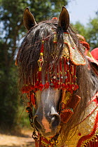 Portrait of a grey Arab Barb stallion decorated for the Fantasia, in Dar Es Salam, Morocco, June 2010