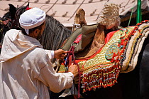 A traditionally dressed Berber warrior saddles his Arab Barb stallion before the Fantasia, in Dar Es Salam, Morocco, June 2010