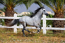 A grey Arab Barb stallion cantering in paddock at the National Stud of Meknes, Morocco, June 2010